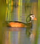 African Pygmy-Goose - Photo copyright Zoo in the Wild
