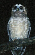 African Wood-Owl - Photo copyright Bruce Marcot