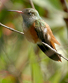 Amazilia Hummingbird - Photo copyright Simon Wooley