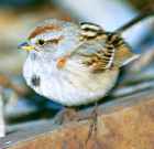 American Tree Sparrow - Photo copyright Robert McDonald