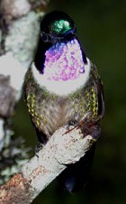 Amethyst-throated Sunangel - Photo copyright Tropical Birding