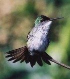 Andean Emerald - Photo copyright Peter Jones