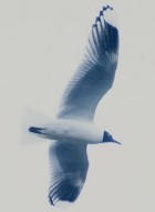 Andean Gull - Photo copyright Allen Chartier