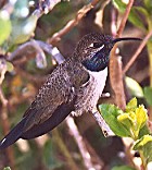 Andean Hillstar - Photo copyright Steve Metz