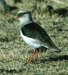 Andean Lapwing - Photo copyright Brian Schmidt