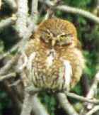 Andean Pygmy-Owl - Photo copyright Cliff Buckton