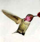 Anna's Hummingbird - Photo copyright Dan True