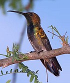 Antillean Mango - Photo copyright Rafael Rodriquez-Mojica