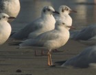 Slender-billed Gull  - Photo copyright Christian Artuso