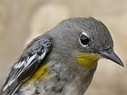 Audubon's Warbler - Photo copyright Manuel Grosselet