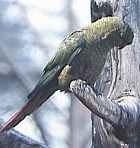 Austral Parakeet - Photo copyright Harald Kocksch