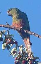 Austral Parakeet - Photo copyright Peter Bono