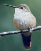 Bahama Woodstar female - Photo copyright Larry Manfredi