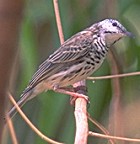 Bar-breasted Honeyeater - Photo copyright Koji Tagi