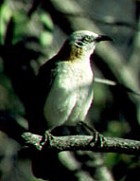 Bare-cheeked Babbler - Photo copyright Tropical Birding