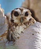 Bare-legged (Cuban Screech) Owl - Photo copyright Eladio Fernandez