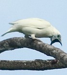 Bare-throated Bellbird - Photo copyright Arthur Grosset