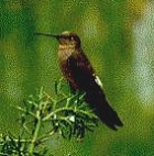 Giant Hummingbird - Photo copyright Jeremy Barker