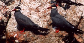 Inca Terns - Photo copyright Jeremy Barker