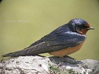 Barn Swallow - Photo copyright Manuel Grosselet