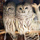 Barred Owl - highest breeding density - Photo copyright Ross Warner