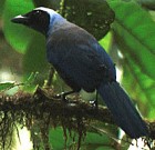 Beutiful Jay - THREATENED - Photo copyright Tropical Birding