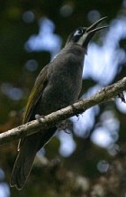 Belford's Honeyeater (Melidictes) - Photo copyright Hideo Tani