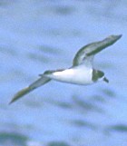 Bermuda Petrel - ENDANGERED - Photo copyright Brian Patteson