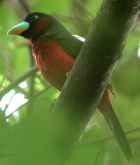 Black-and-red Broadbill - Photo copyright Laurence Poh