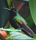 Black-bellied Hummingbird - Photo copyright Birding Escapes Costa Rica