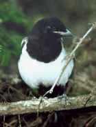 Black-billed Magpie - Photo copyright Robert McDonald