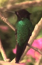 Black-billed Streamertail - Photo copyright Wim van der Schot