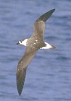 Black-capped Petrel - ENDANGERED - Photo copyright Brian Patteson