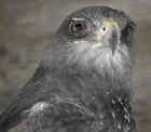 Black-chested Buzzard-eagle - Photo copyright Ronald Orenstein