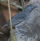 Black-chinned Antbird - Photo copyright Arthur Grosset
