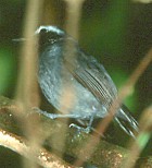 Black-faced Antbird - Photo copyright Arthur Grosset