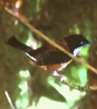 Black-headed Shrike-Babbler - Photo copyright Sujan Chatterjee