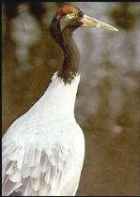 Black-necked Crane - Photo copyright International Crane Foundation
