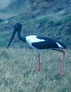 Black-necked Stork - Photo copyright Christian Artuso