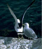 Black-tailed Gull - Photo copyright Peter Weber