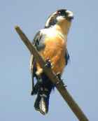 Black-thighed Falconet - Photo copyright Laurence Poh