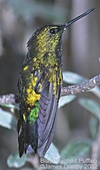 Black-thighed Puffleg - Photo copyright James Ownby