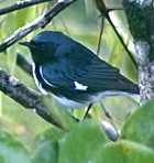 Black-throated Blue-warbler - Photo copyright Larry Master