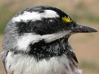 Black-throated Grey Warbler - Photo copyright Manuel Grosselet