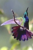 Black-throated Mango - Photo copyright Giuliani Gerra and Silvio Sommazzi