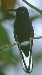 Black Jacobin - Photo copyright Arthur Grosset