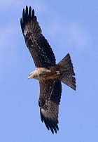 Black Kite - Photo copyright John Milbank