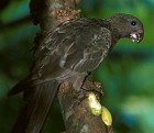 (Seychelles) Black Parrot - Photo copyright Giuliano Gerra and Silvio Sommazzi