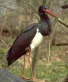 Black Stork - Photo copyright Zoo in the Wild