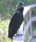 Black Vulture - Photo copyright Bill Scholtz